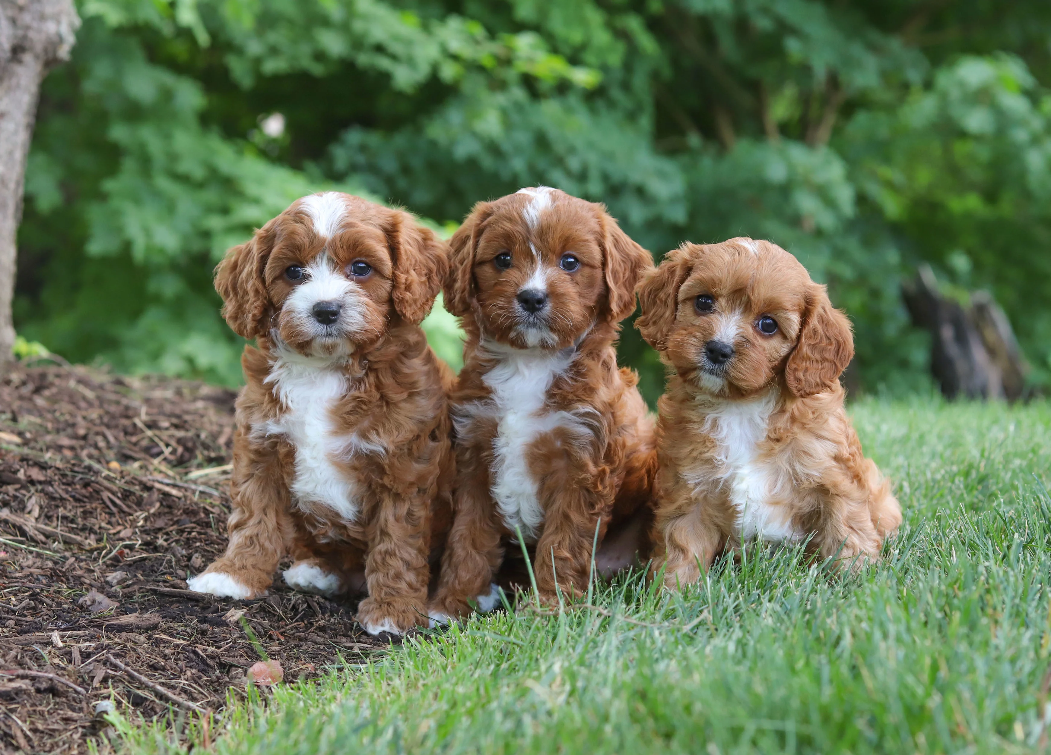Collection of adorable puppies
